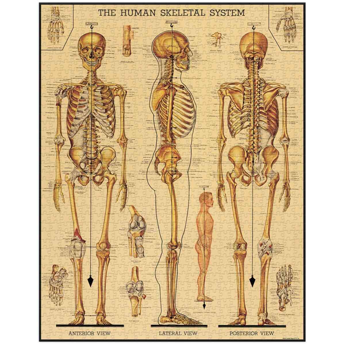 Cavallini & Co. Skeletal System 1000 bitar pussel - Bild 2