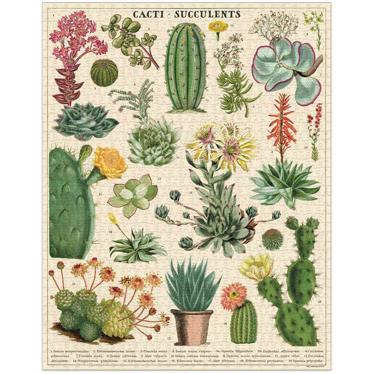 Cavallini & Co. Cacti & Succulents 1000 bitar pussel - Bild 2