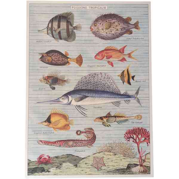Poissons Tropicaux - Poster