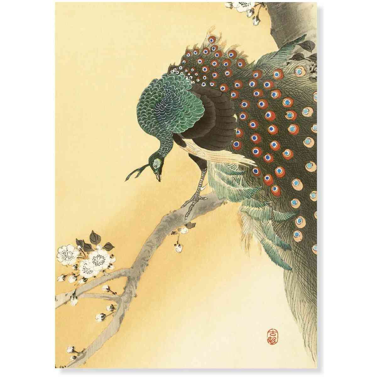 Peacock on a cherry blossom tree, Ohara Koson, Greeting Card