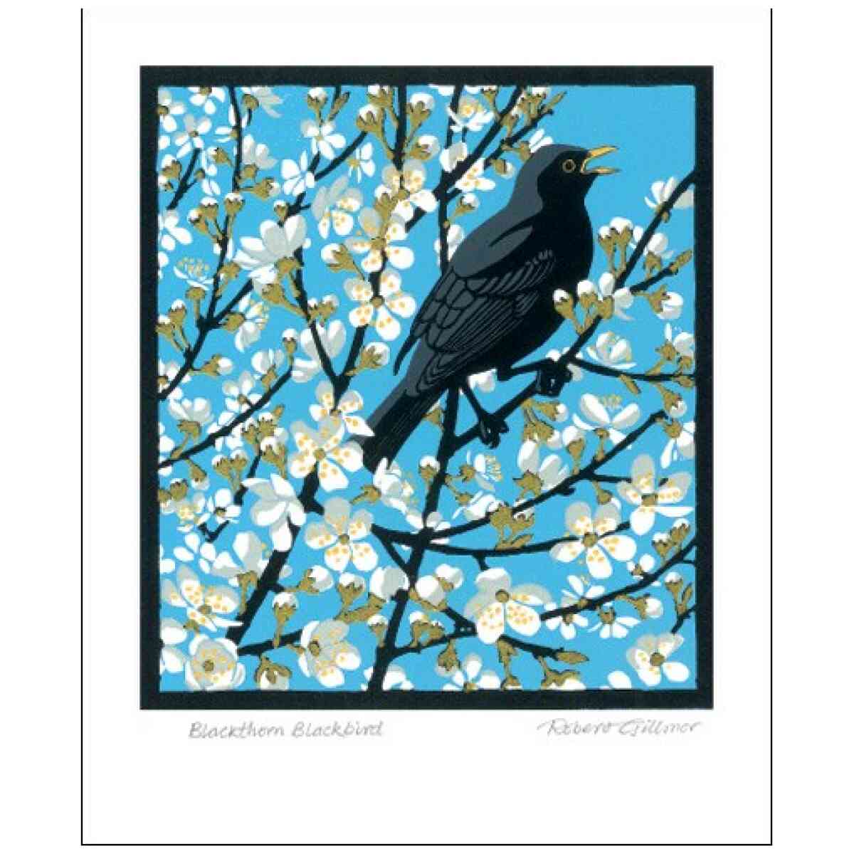 NC R.Gillmor/Blackthorn Blackbird