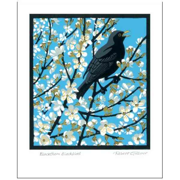 NC R.Gillmor/Blackthorn Blackbird