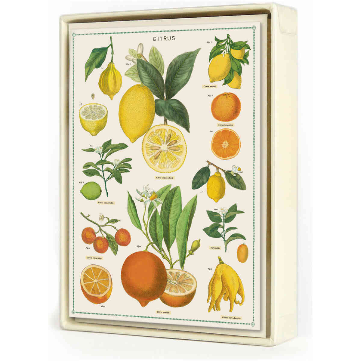 Boxed Notecards - Jardin