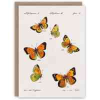 butterfly greeting cards