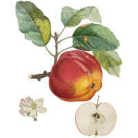 rott apple 1