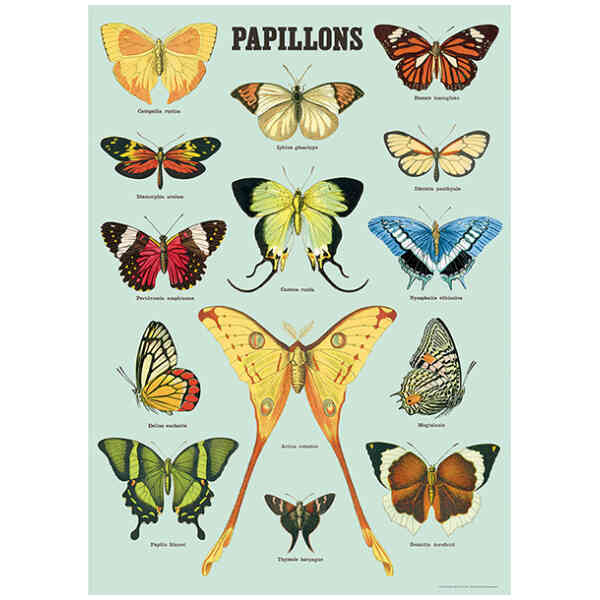 Papillons - Poster