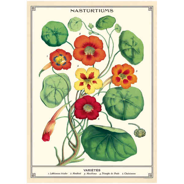 Nasturtiums Wrap/Poster
