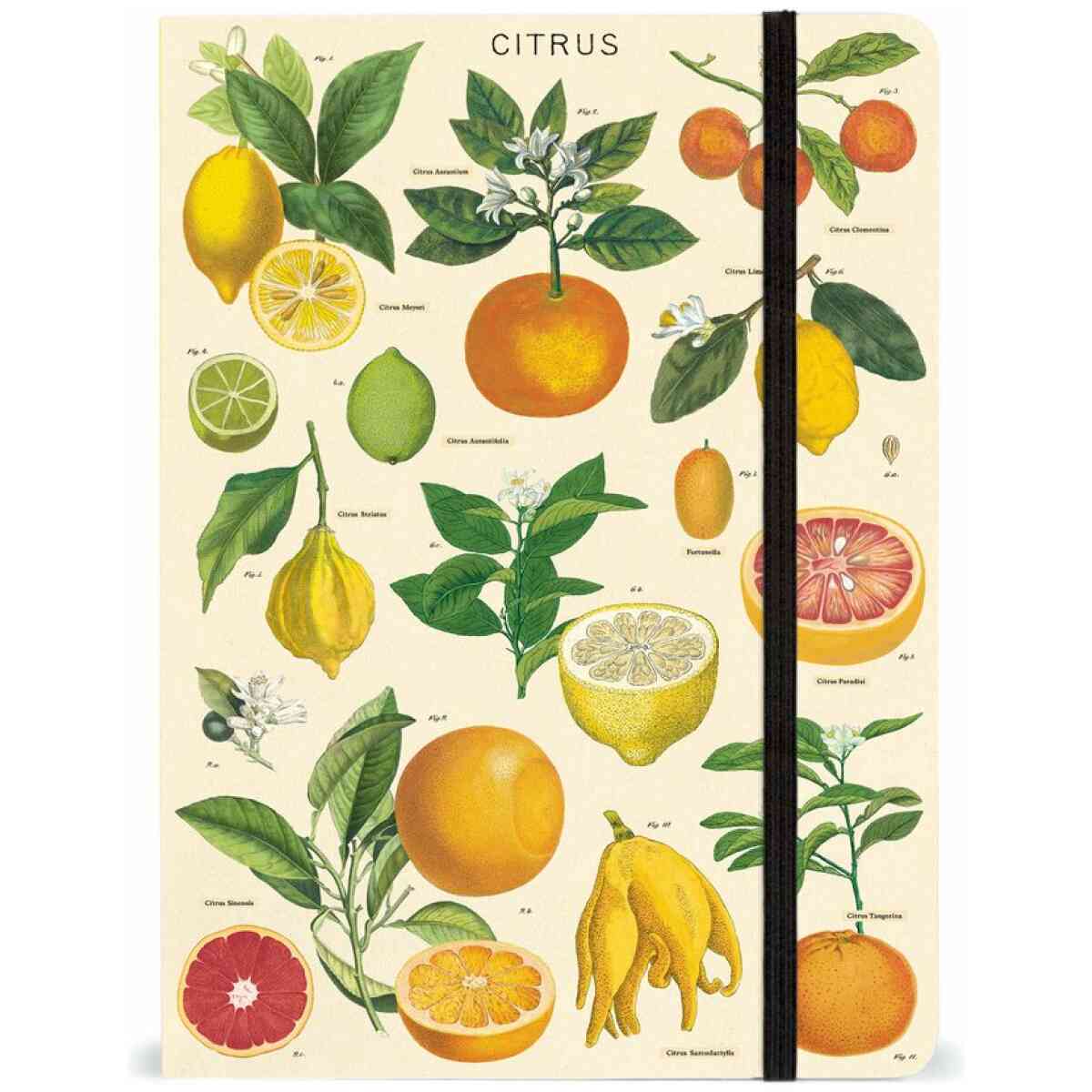 Citrus Notebook 21x15cm
