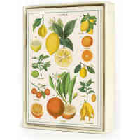 NC JARDIN BOX