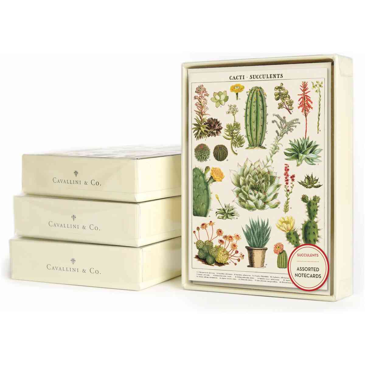Boxed Notecards - Cacti . Succulents