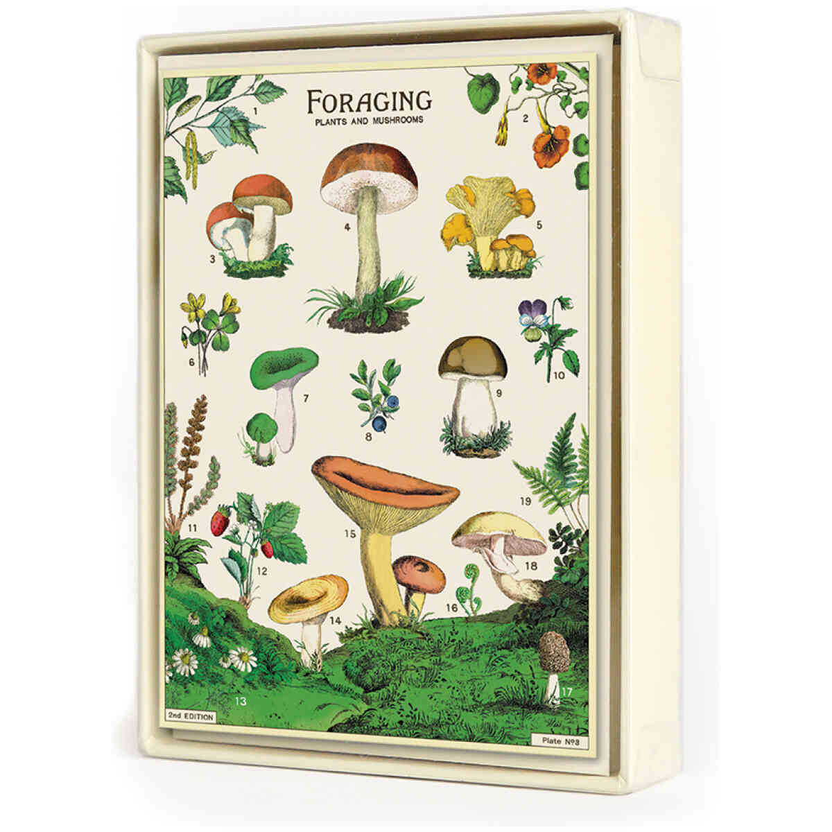 Foraging Boxed Notes
