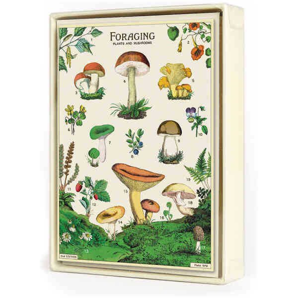 Foraging Boxed Notes