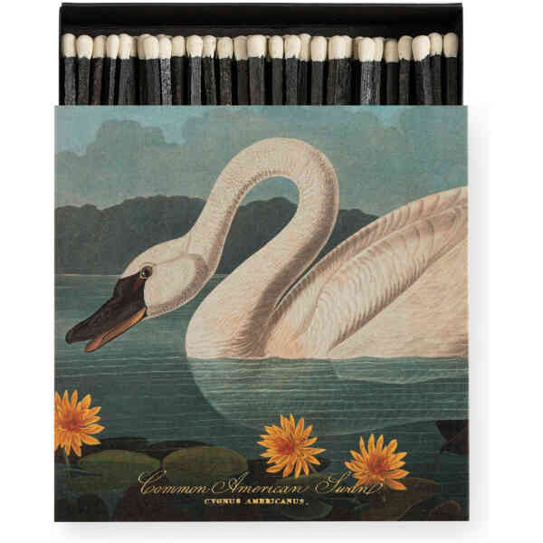 The Common American Swan by Audubon