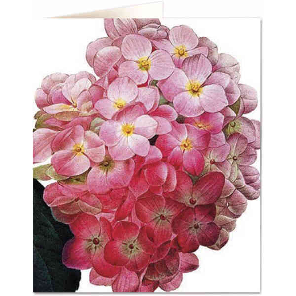 Hydrangea