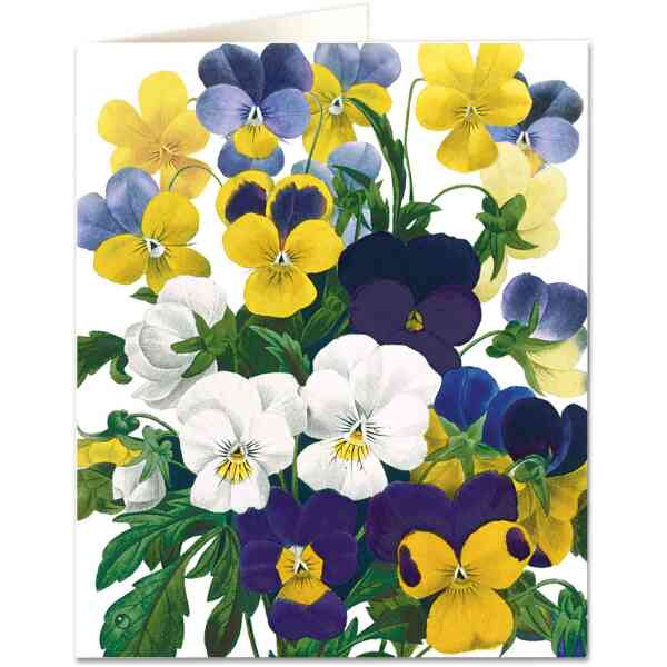 Violas