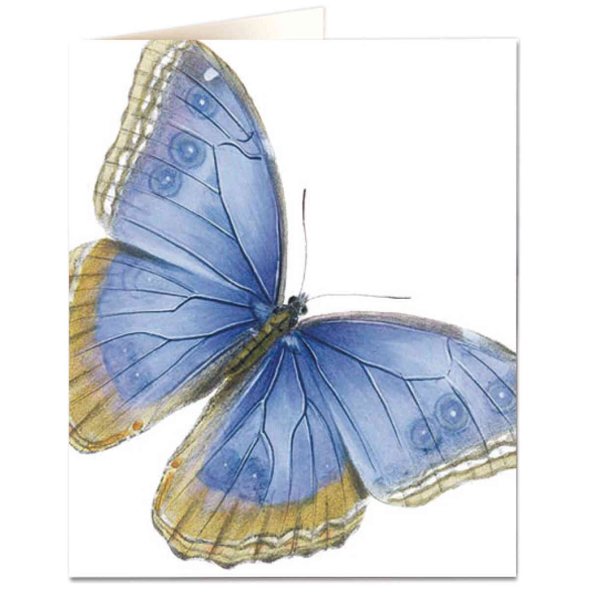 Pale blue butterfly