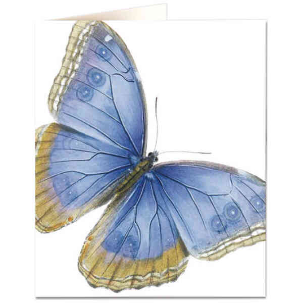 Pale blue butterfly