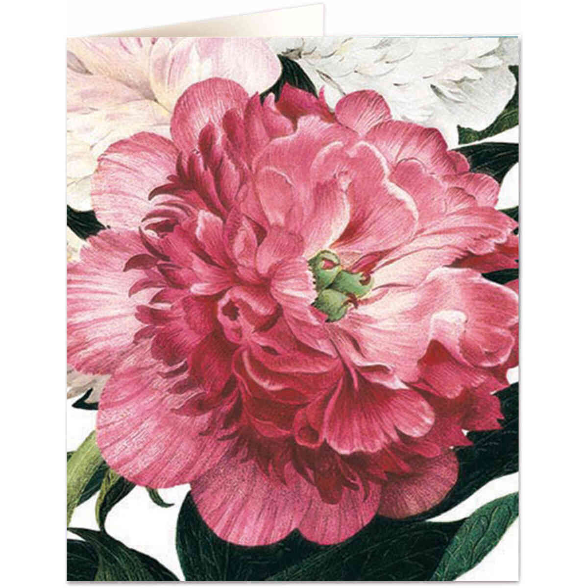 Pink Peony