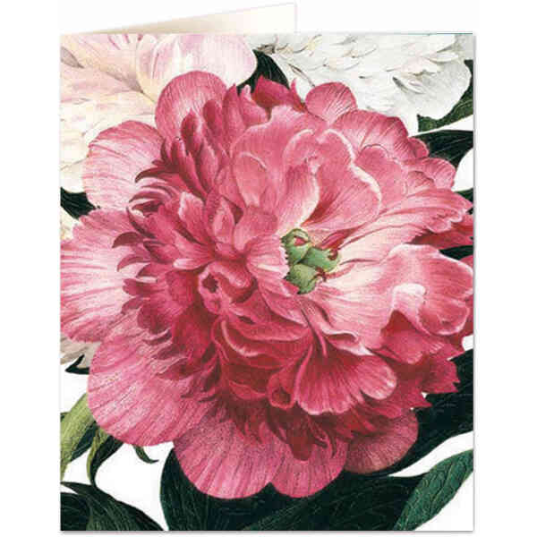 Pink Peony
