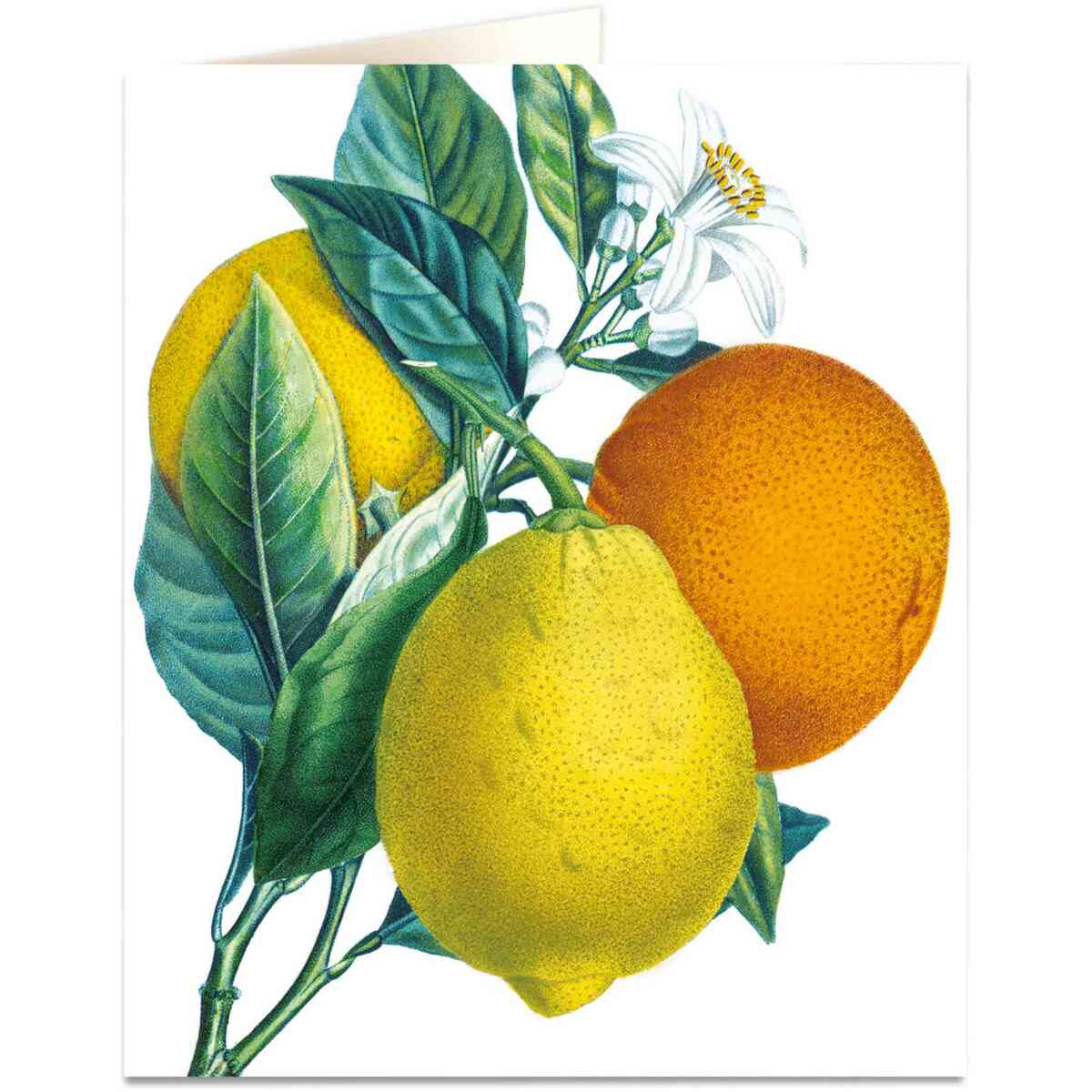 Oranges & Lemons