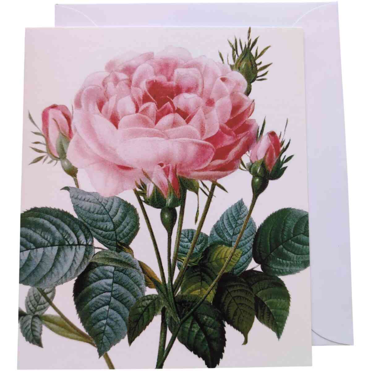 Rosa gallicia