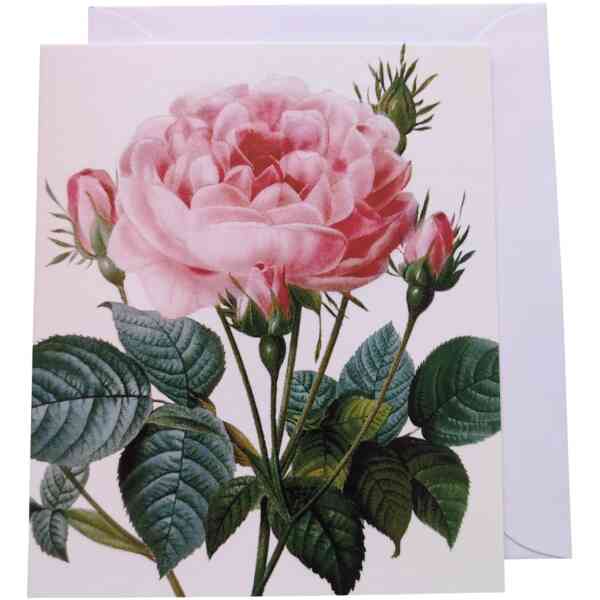 Rosa gallicia