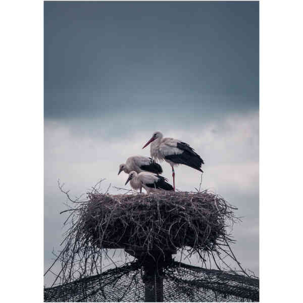 Vykort Skånska storkar