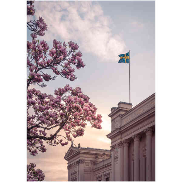 Magnet  Universitetshuset i Lund med magnolia i blom