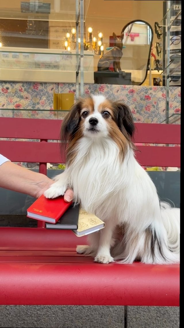 För Edison var valet av kalender enkelt - en röd ”Lilla Fick” från Almanacksförlaget. Vi har över hundra olika kalendrar från just Almanacksförlaget och alla finns dessutom i webshoppen. 🐶 🐾